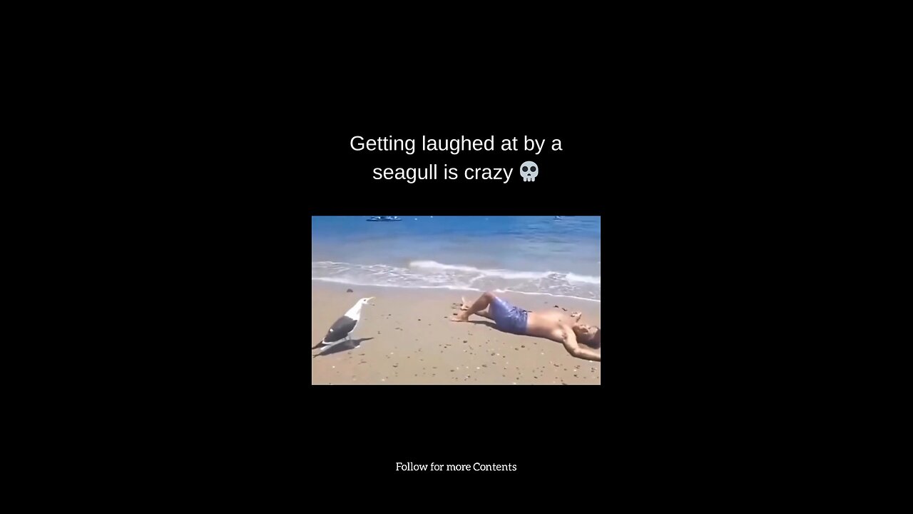 Getting Laughed at by a Seagull is Crazy 🤣