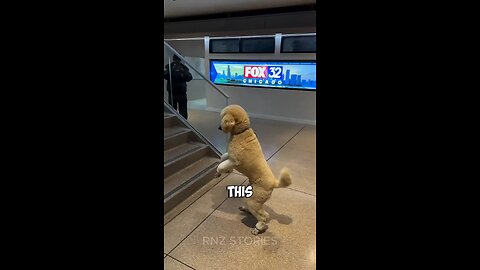 Dog or Human