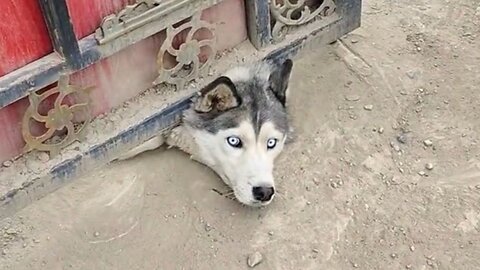 All the Huskies in the world can't put together a brain
