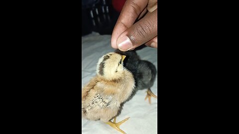 little chicken chicks playing