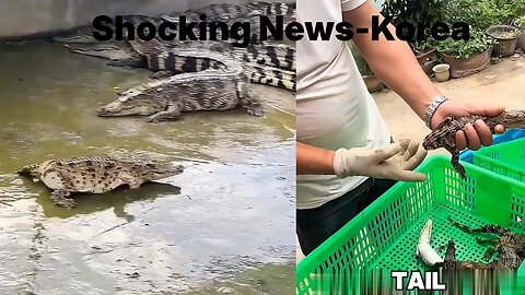 Crocodile Lost Its Tail? The Unexpected Horrible Consequences
