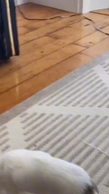 Trick or Treat : Bernie Edition