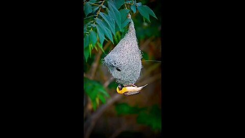 Baya waver bird