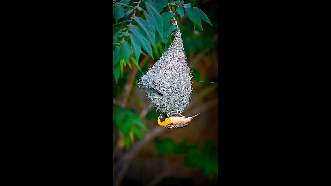 Baya waver bird