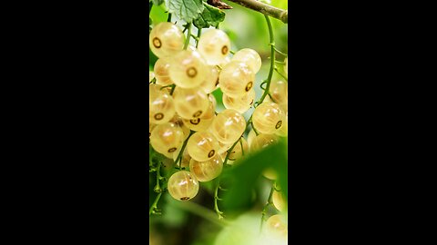 White Currant Benefits – Natural Antioxidant Fruit for Immunity & Skin Health