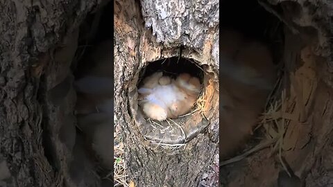 The little rabbit is snoring in the tree hole. Cute pet debut plan. The little cute rabbit in th