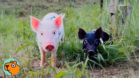 Woman Saves Newborn Piglets And They Become Part Of The Family | Cuddle Buddies