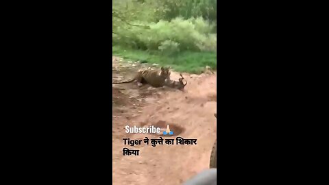 Tiger killed dog at zone |