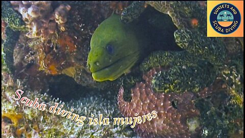 Watch This Coral Reef Come ALIVE in Stunning Detail!