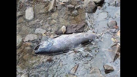 ARE YOU OF THE REMNANT THAT'S SWIMMING UPSTREAM? THE SALMON RUN ANALOGY