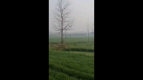 satisfying Video
