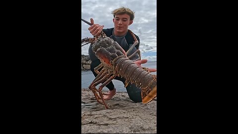 Catching Big Giant LOBSTER, Is It Worth It