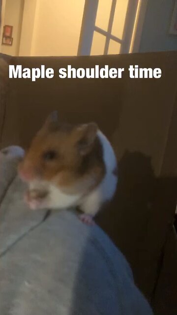 Adorable Hamster