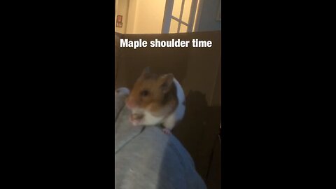Adorable Hamster