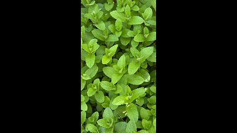Peppermint