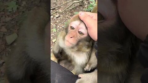 A family of 3 monkeys