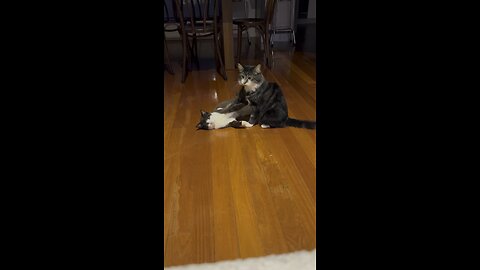 Kitty is a bully