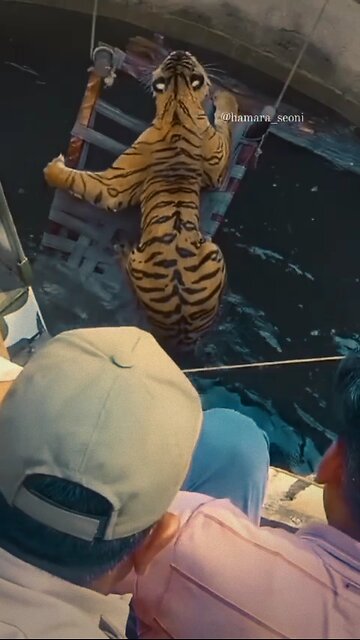 Dramatic Rescue: Villagers Save Tiger from Deep Well! 🐅 (Real Footage)"