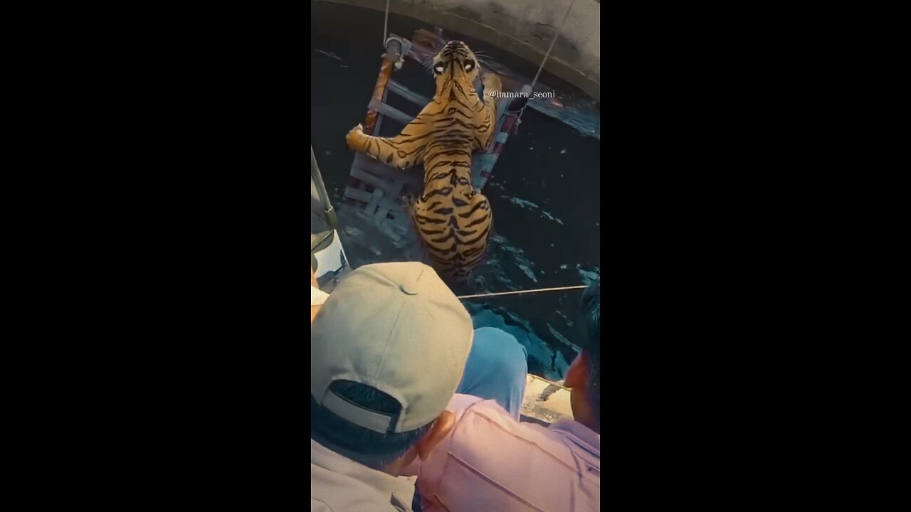 Dramatic Rescue: Villagers Save Tiger from Deep Well! 🐅 (Real Footage)"