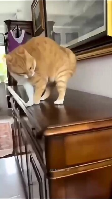 You could watch this forever!