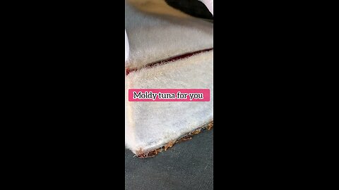 Would you eat moldy tuna??