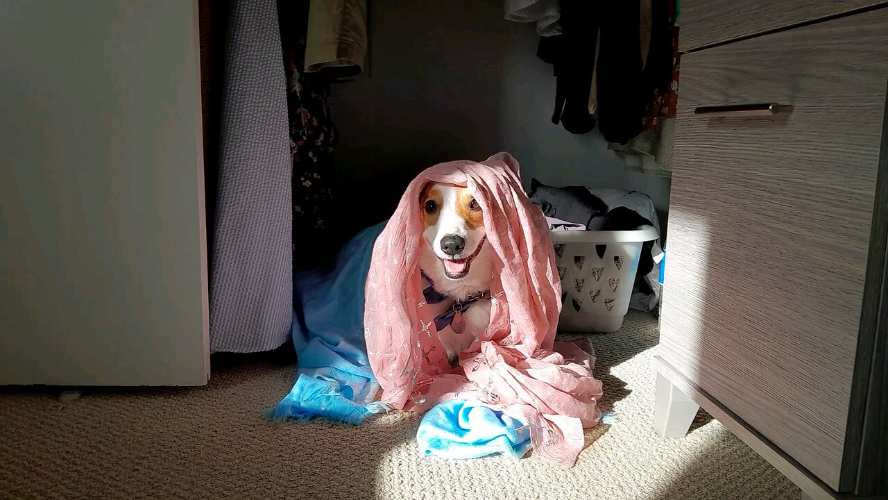 Corgi Got in Closet