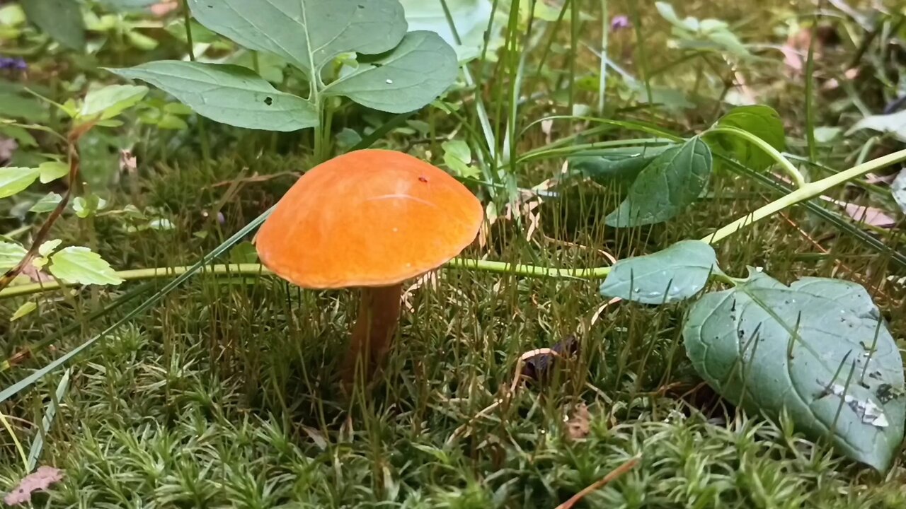 Mushroom