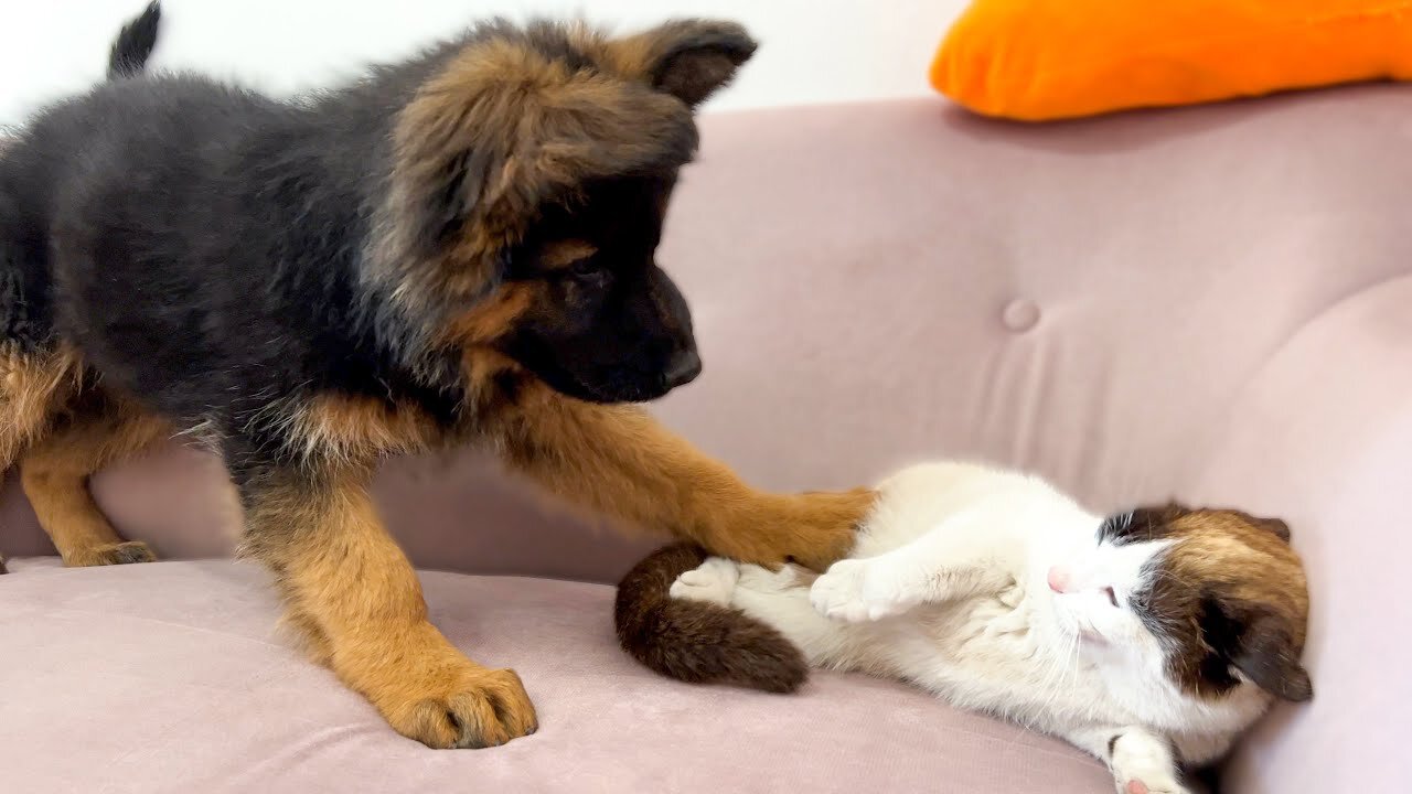 German Shepherd Puppy Demands Attention from Lazy Cat