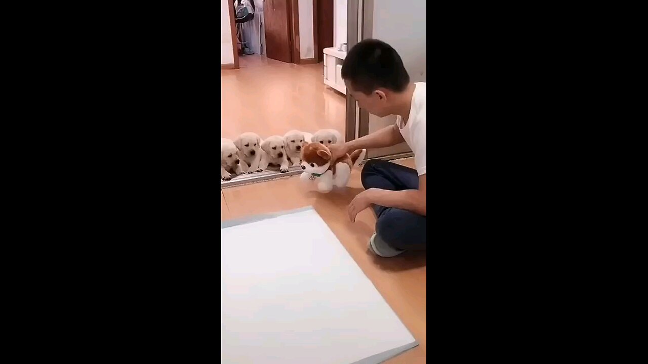 Puppies new friend