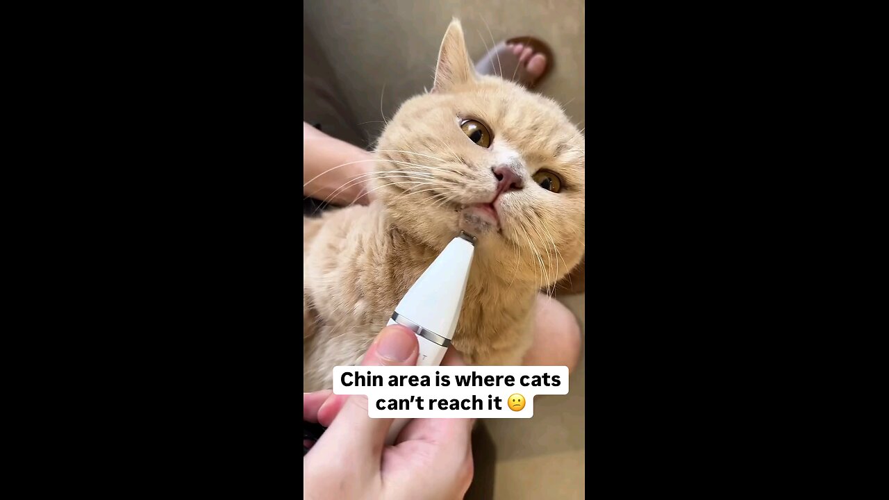 "How to Take Care of Your Cat Like a Pro! Must-Know Tips for Cat Owners 😻🐾 Cat grooming
