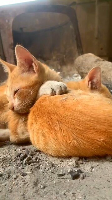The warmth of the two cats❤️❤️😘 #catvideos