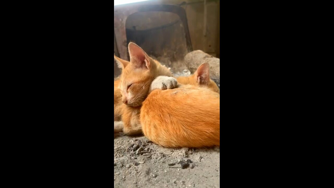The warmth of the two cats❤️❤️😘 #catvideos