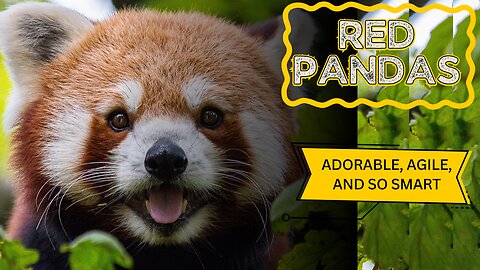 Red Pandas Adorable, Agile, and So Smart 🦊💛