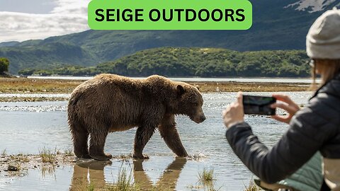 Katmai National Park Bear Feeding Live Stream!