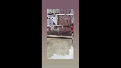 क्या दिमाग है