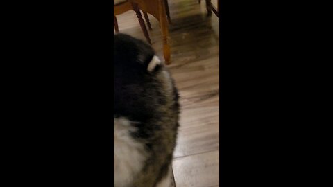 Messing with Ollie