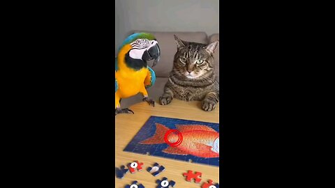 The #parrot Exposes Fake Genius Cat in 13 Seconds