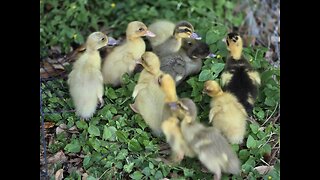 Easter ducklings growing up fast