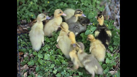 Easter ducklings growing up fast