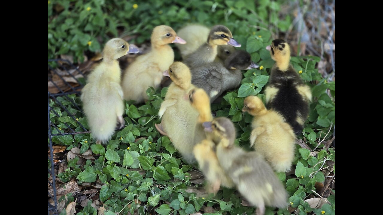 Easter ducklings growing up fast