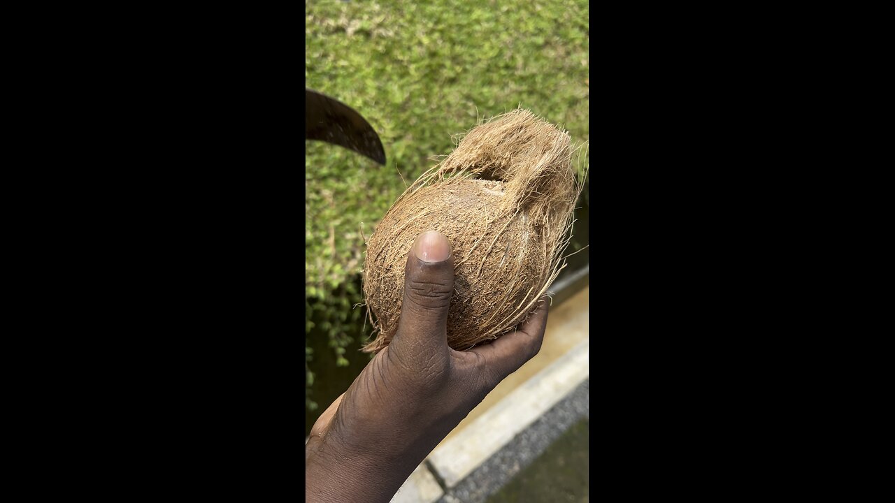 Coconut Cracking Skill 🌴🥥