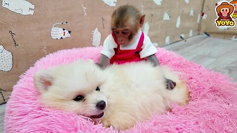 A happy week of monkey YiYi with a new friend