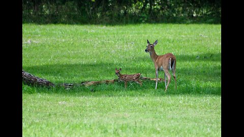 Season of the Fawn, New life begins ... 05/30/25