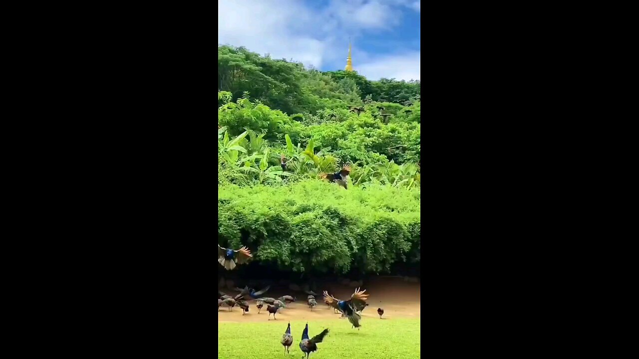 peacock dance real video