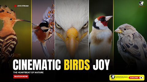 Birds & Calm Nature | Live Stream |