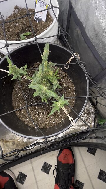 Ep. 445 "Snozzberry" by Patrick Henry The Batman