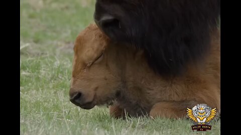 Bison-Hindi documentary#animal#waterbirds#wildsearthtv