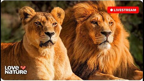 24/7 LIVE: Wildlife & Nature Documentaries | Love Nature