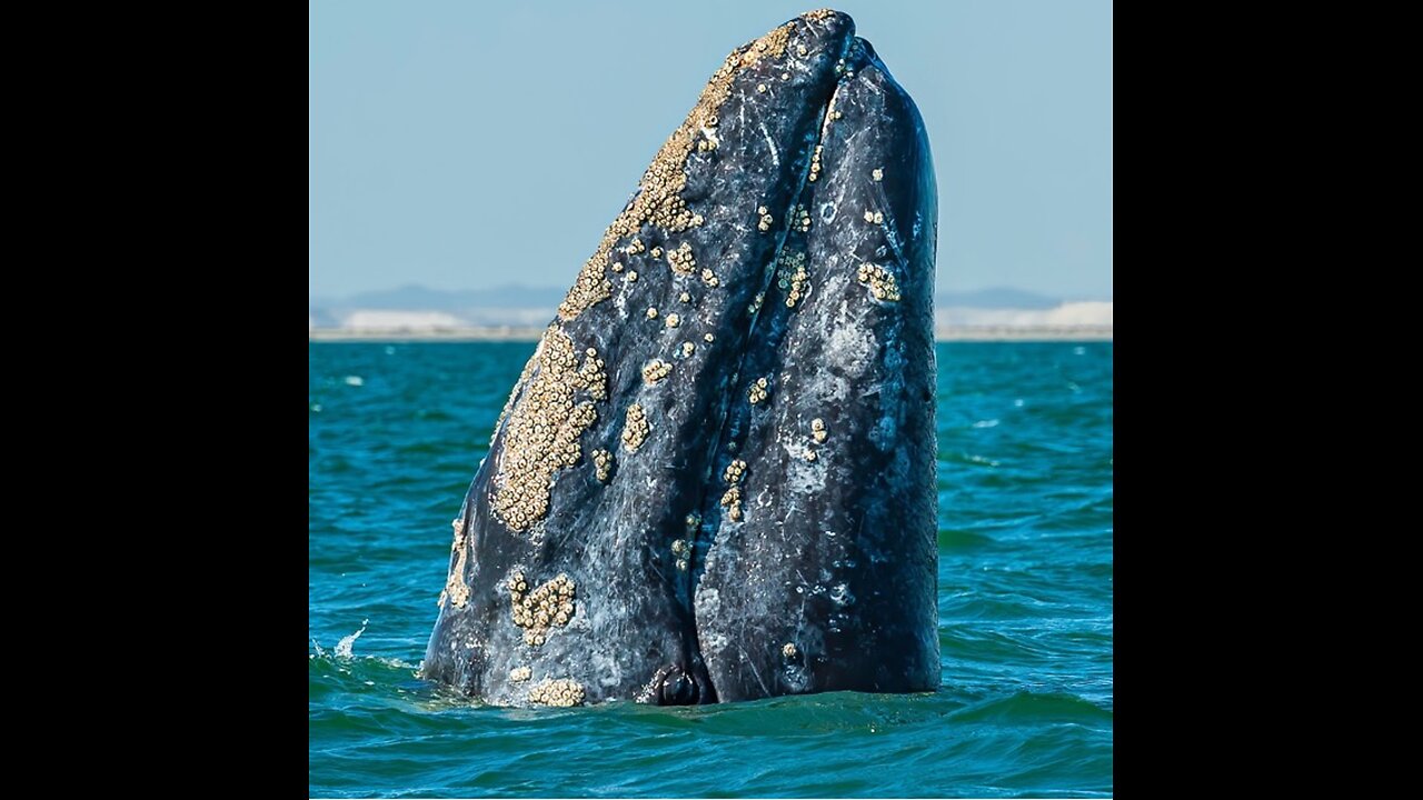 2024 VISION: Leviathan Has Risen