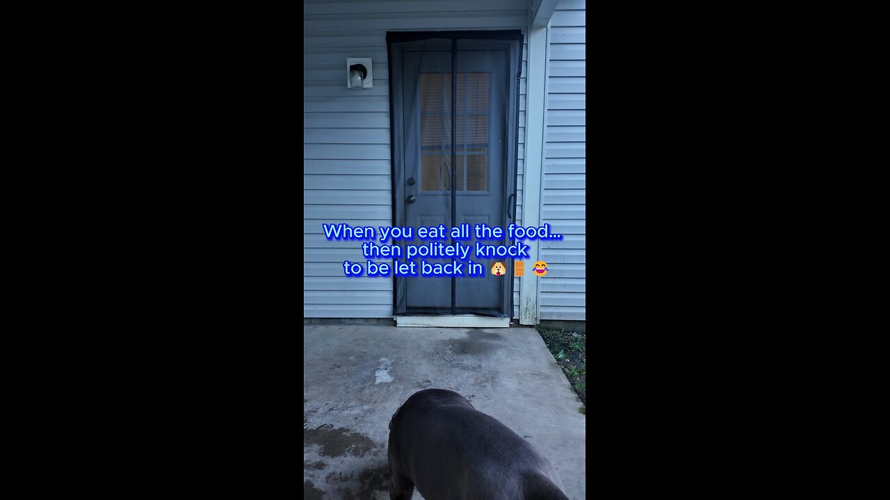 When you finish your meal and remember you don’t pay rent 🐾🚪